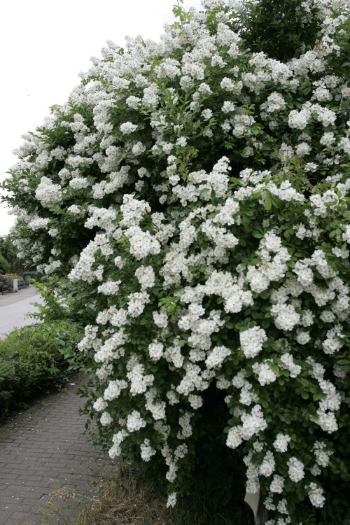 Wildrose Rosa Multiflora, Büschel-Rose