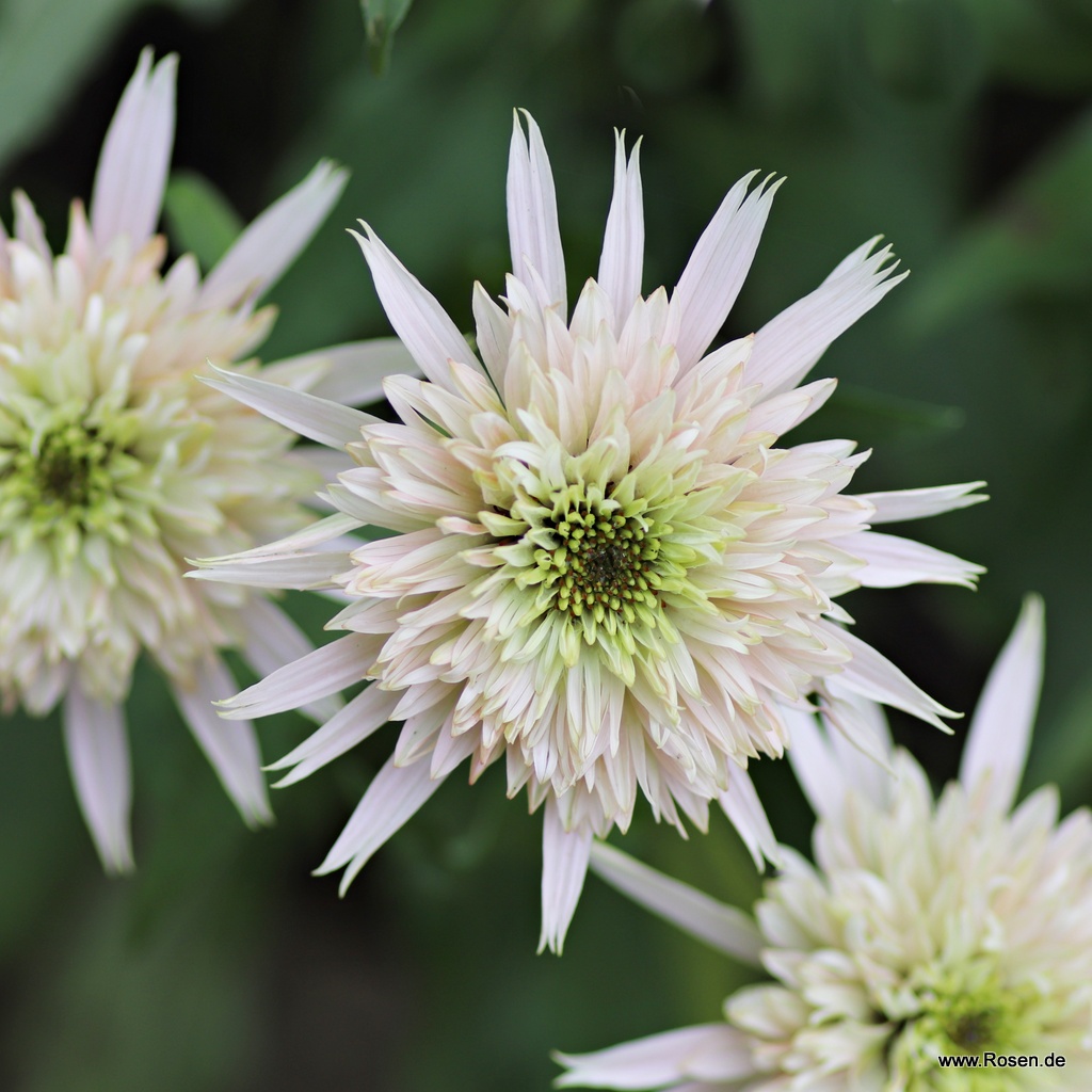 Purpursonnenhut 'Cherry Fluff'