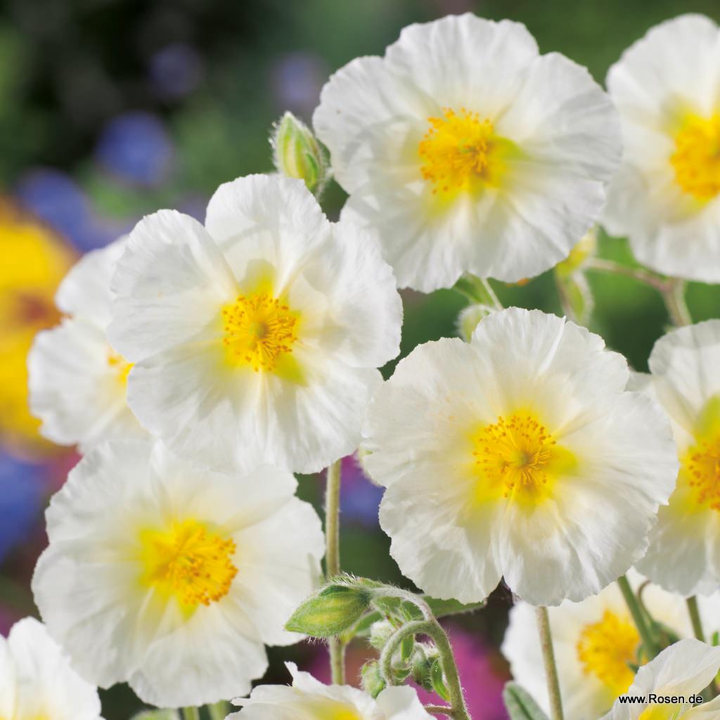 Sonnenröschen 'The Bride'
