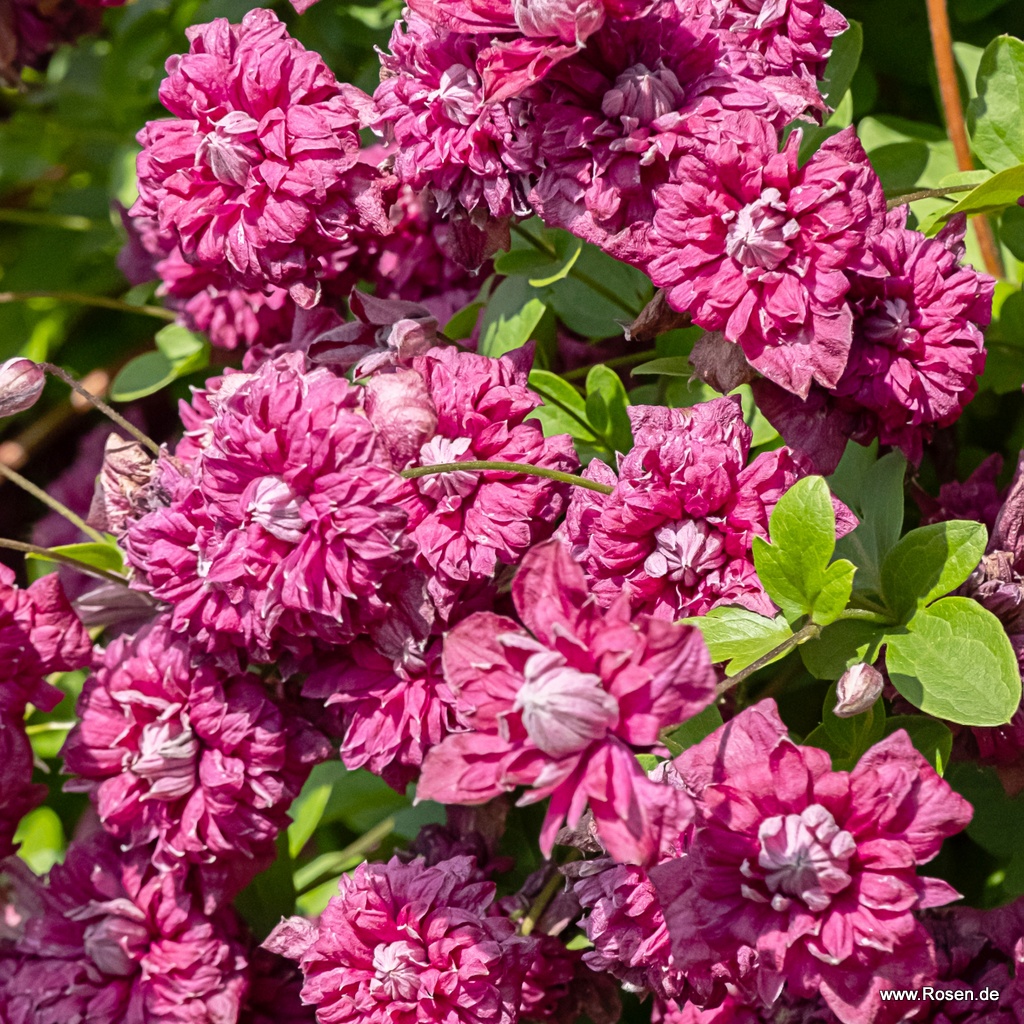 Clematis 'Purpurea Plena Elegans'