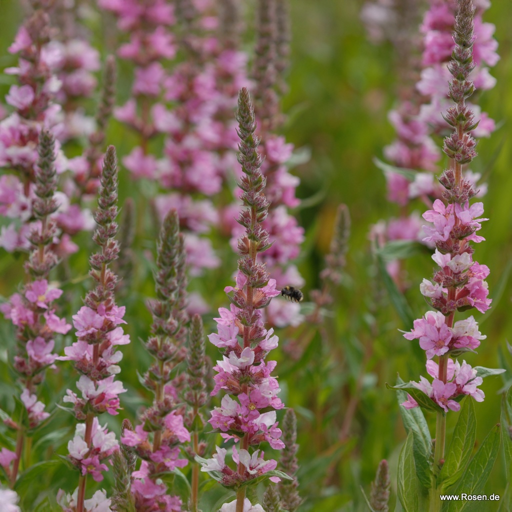 Artikelbild 1 des Artikels Blut-Weiderich 'Blush' Blut-Weiderich 'Blush'