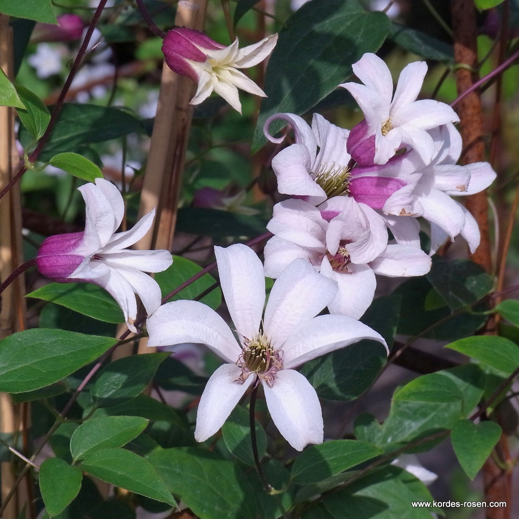 Clematis 'Princess Kate' ('Zoprika') PBR