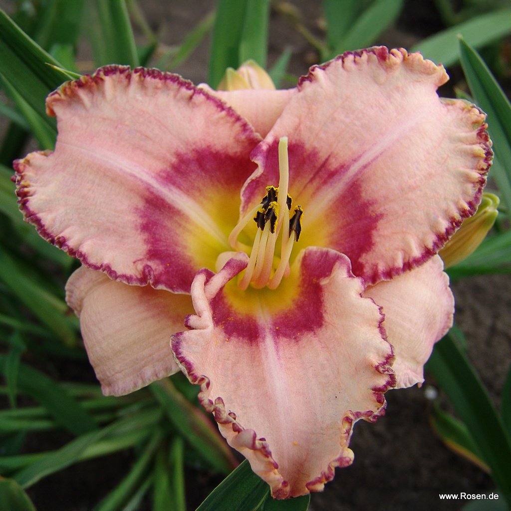 Taglilie 'New Quest'