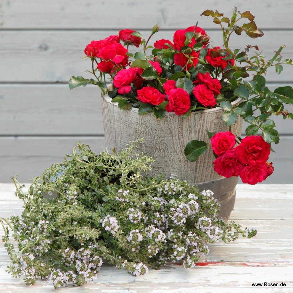 Artikelbild 3 des Artikels Gärtnerfreude® / Toscana®