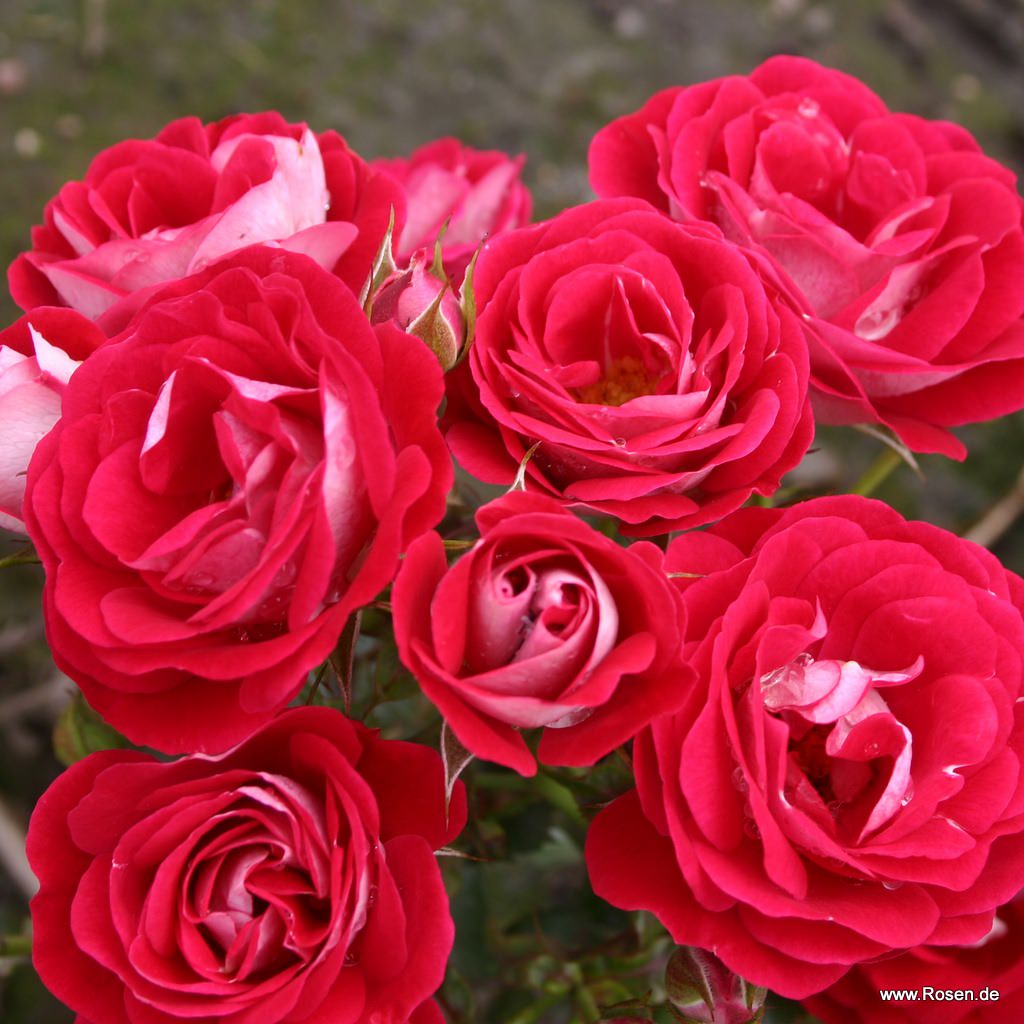 Artikelbild 4 des Artikels Corazon® Corazon®