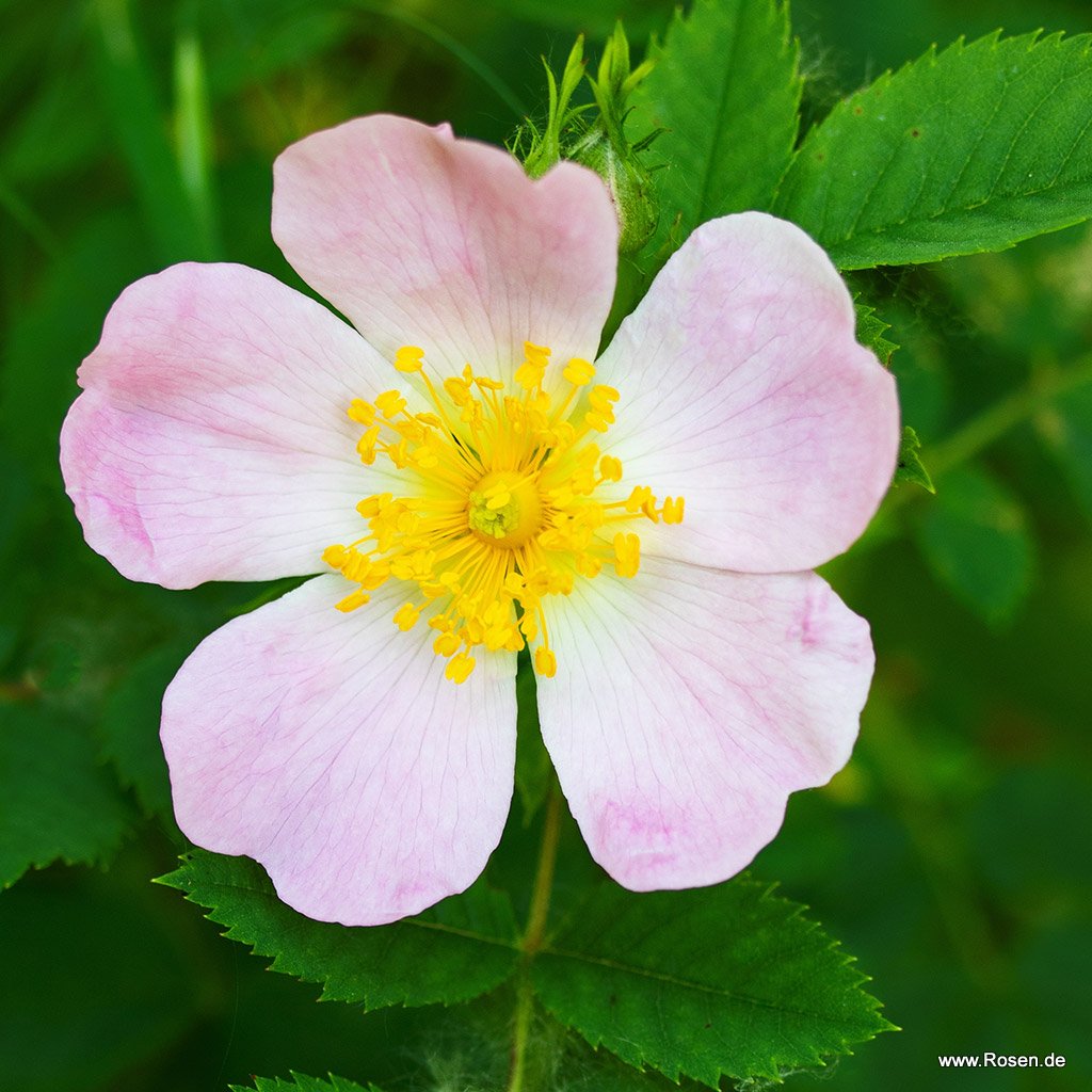 Rosa Carolina (Virginiana), Sand-Rose