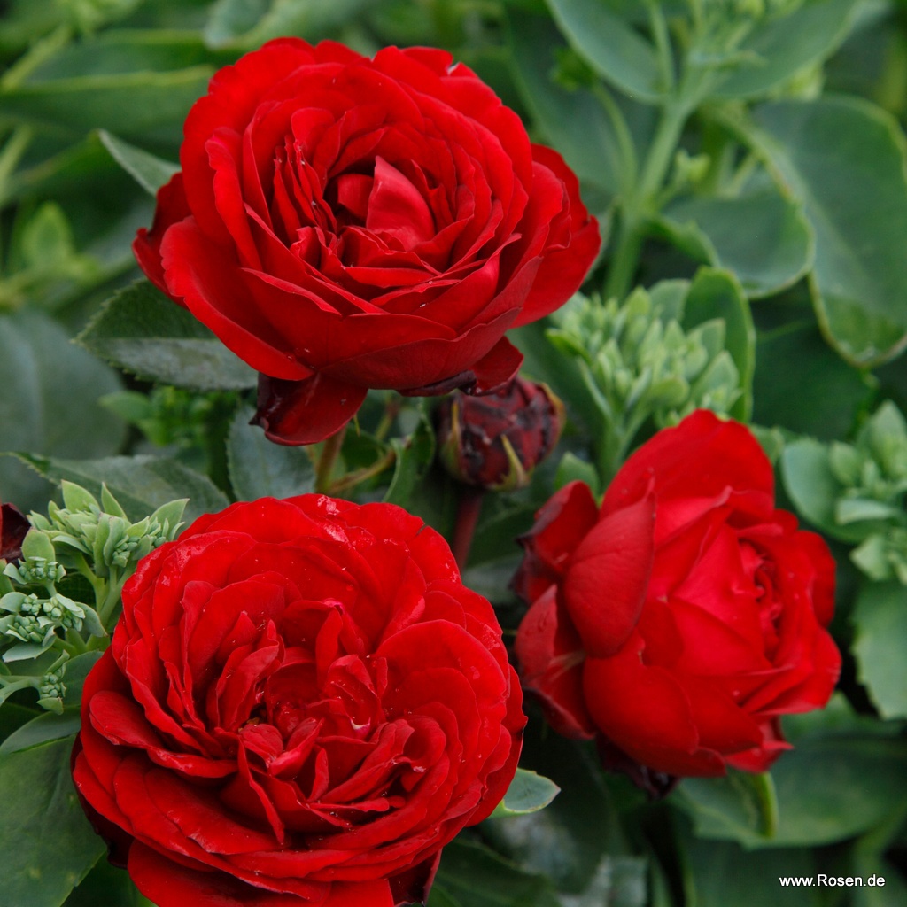 Artikelbild 1 des Artikels Till Eulenspiegel® Till Eulenspiegel®