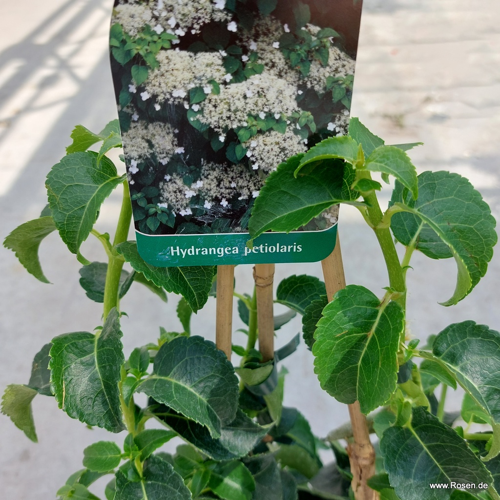 Artikelbild 2 des Artikels Kletterhortensie Kletterhortensie
