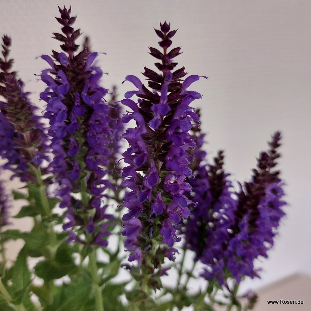 Ziersalbei 'Marcus' 1,5-Liter