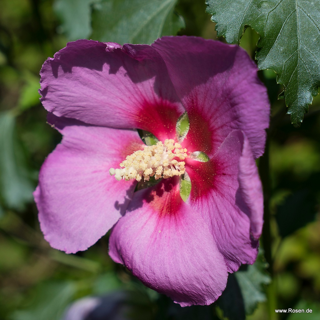 Hibiskus 'Big Hibiskiss'®