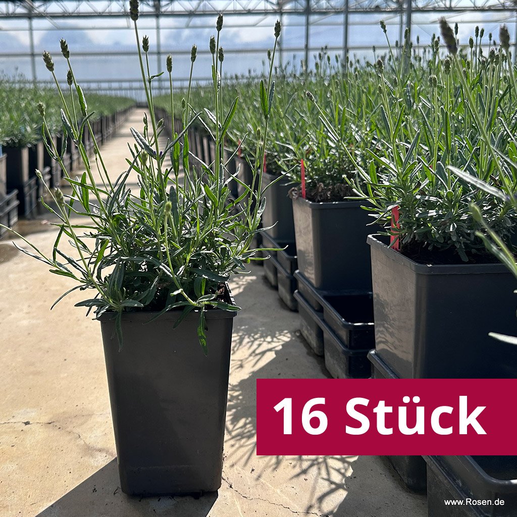 16er-Set Lavendel 'Hidcote Blue'