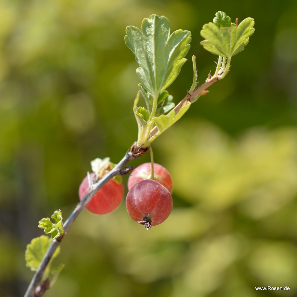 Stachelbeere 'Captivator'