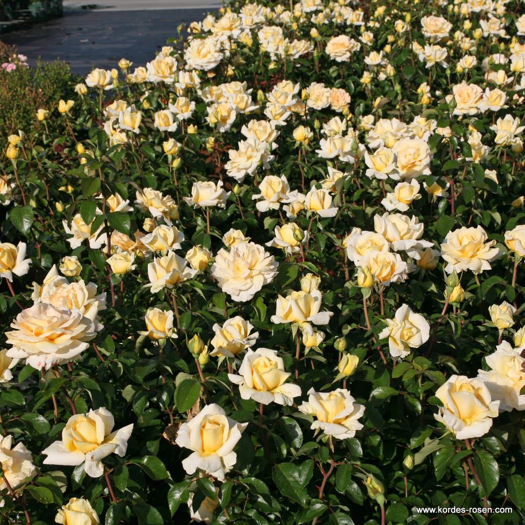 Artikelbild 3 des Artikels Winter Sun® Winter Sun®