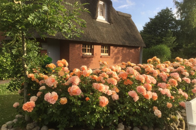 Portoroz® aus der Heckenzauber® Kollektion