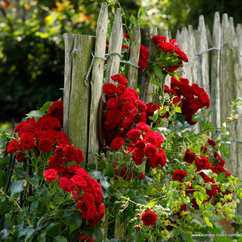 Artikelbild 3 des Artikels Crimson Siluetta® Crimson Siluetta®