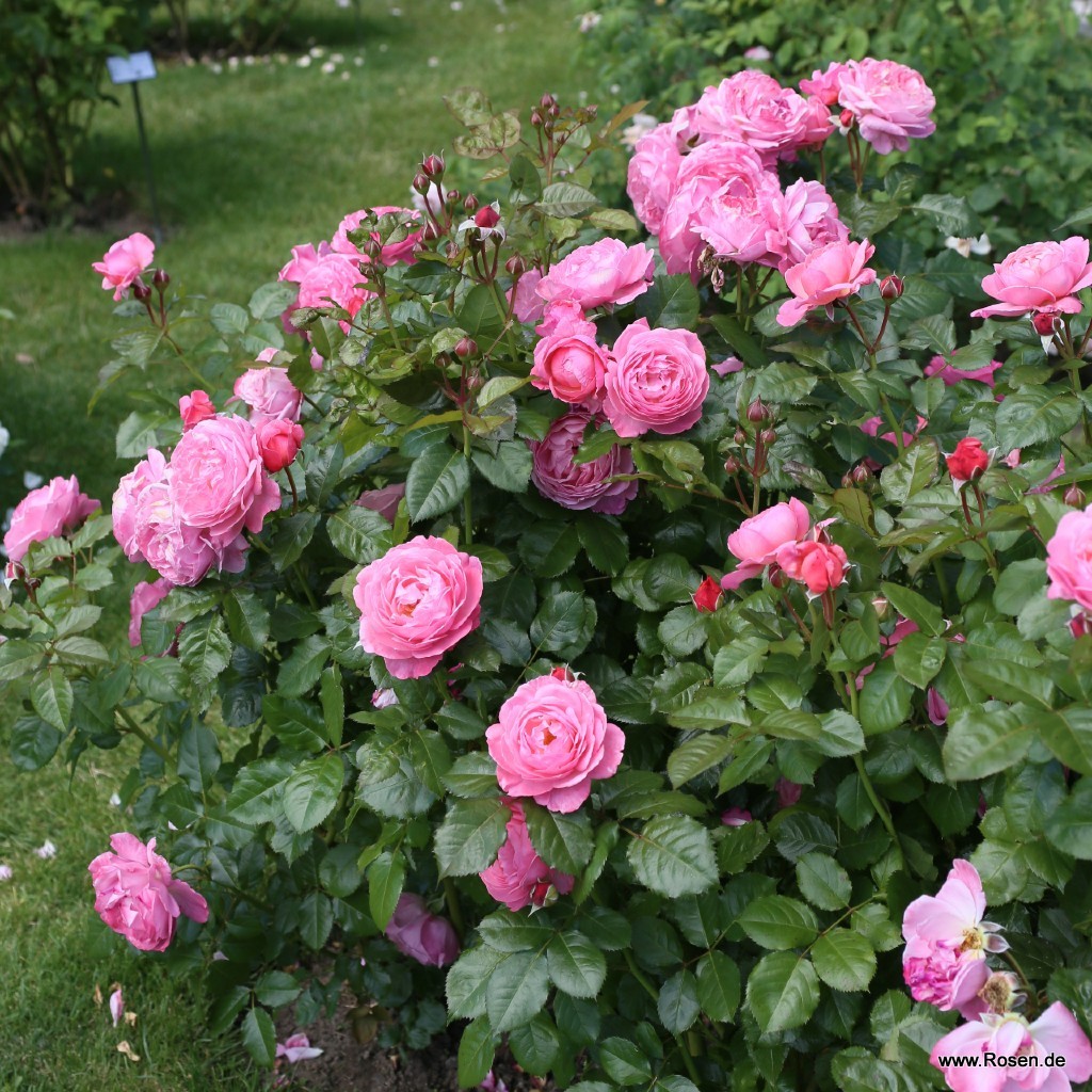 Artikelbild 6 des Artikels Flora Colonia Flora Colonia