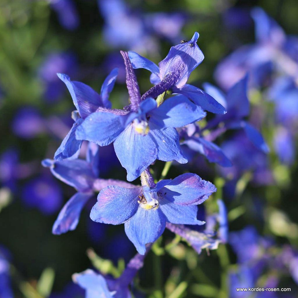 Artikelbild 1 des Artikels Rittersporn 'Piccolo' Rittersporn 'Piccolo'