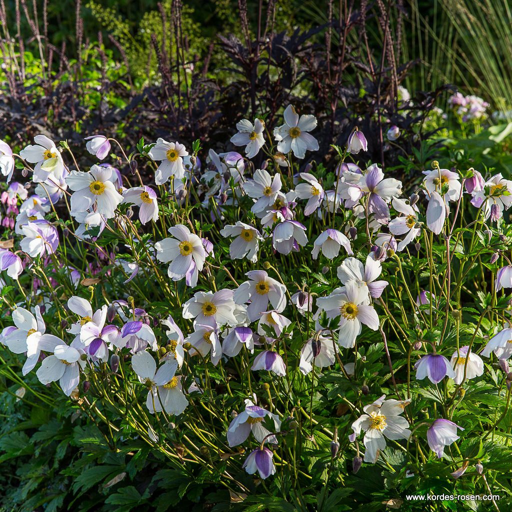 Garten-Anemone 'Wild Swan®'