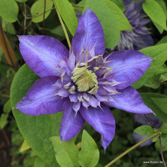 Clematis 'Multi Blue'