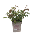Rose in 5-l-container