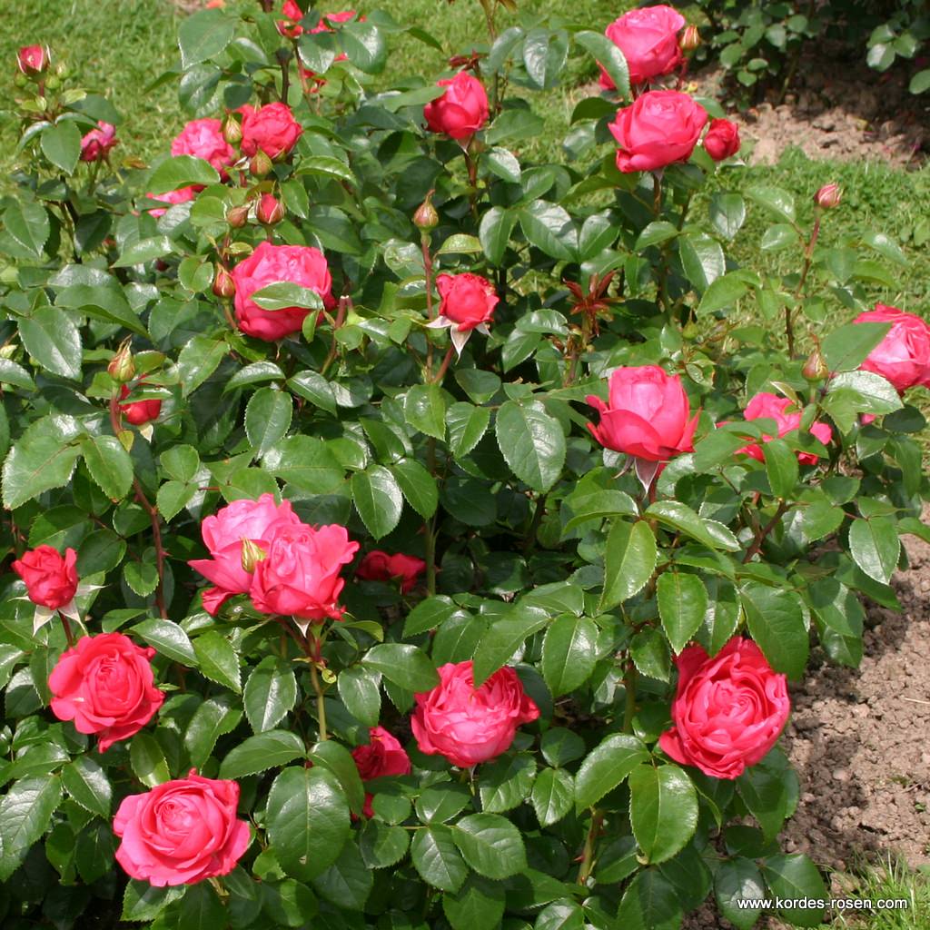 Artikelbild 2 des Artikels Cherry Lady® Cherry Lady®