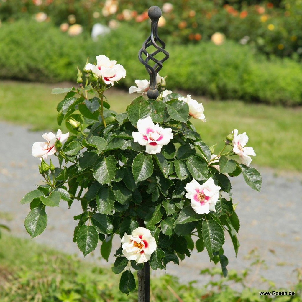 Artikelbild 5 des Artikels SEE YOU® in red