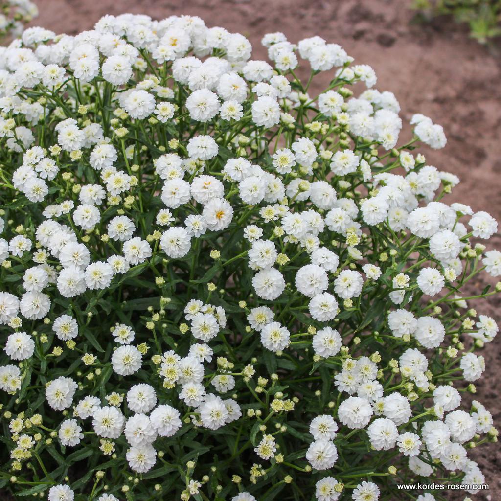 Zwerg-Bertramsgarbe 'Diadem'