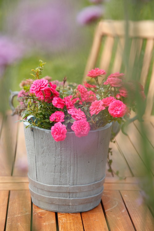 Kleinstrauchrose Knirps® Kleinstrauchrose Knirps®