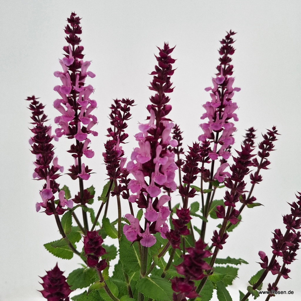 Artikelbild 3 des Artikels Ziersalbei ‘Marvel Rose‘ Ziersalbei ‘Marvel Rose‘