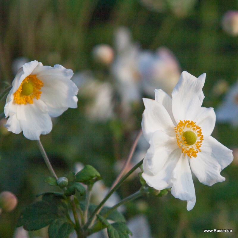 Artikelbild 4 des Artikels Japan Herbst-Anemone 'Honorine Jobert' Japan Herbst-Anemone 'Honorine Jobert'