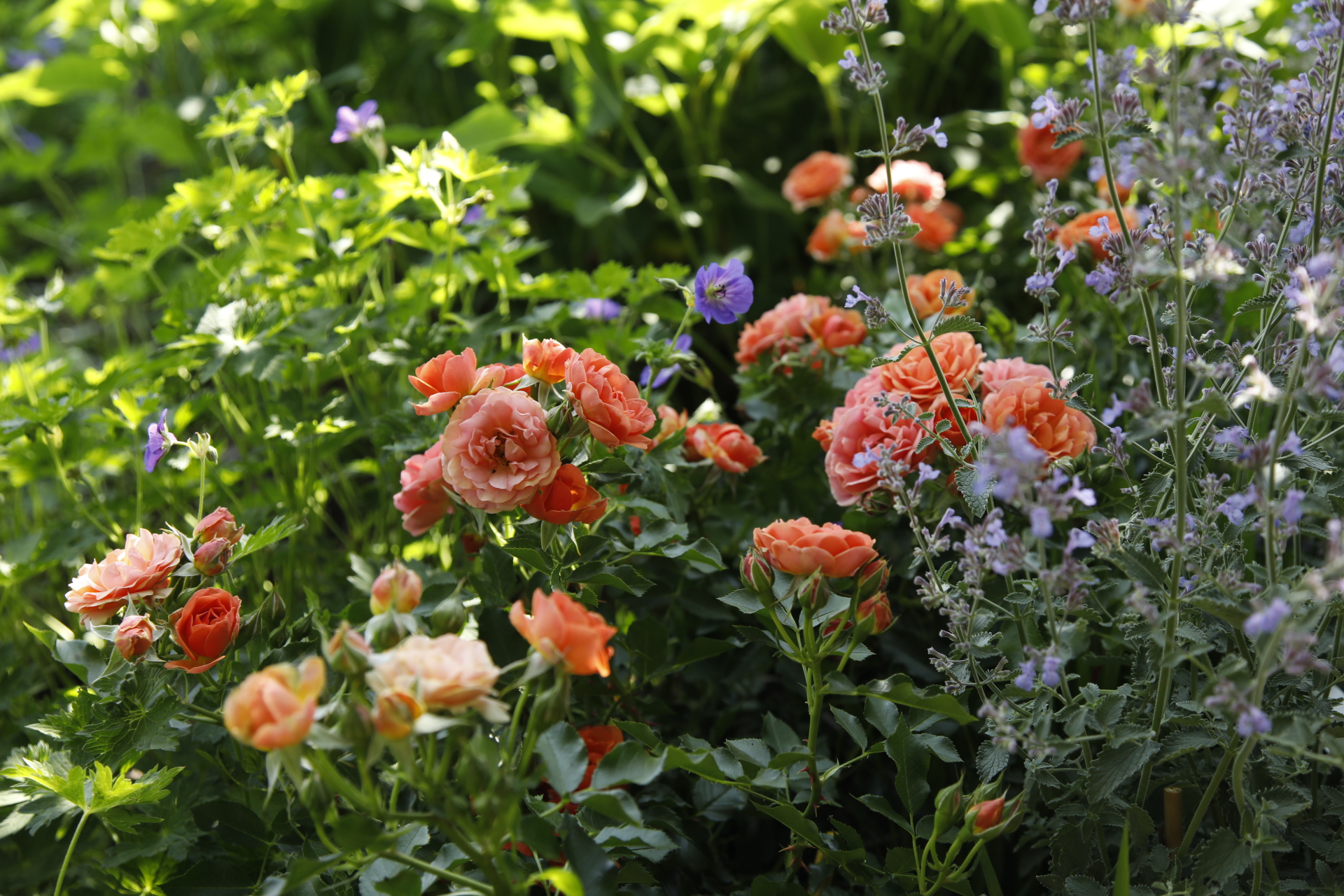 Mandarin® aus der Kollektion Lilliputs®