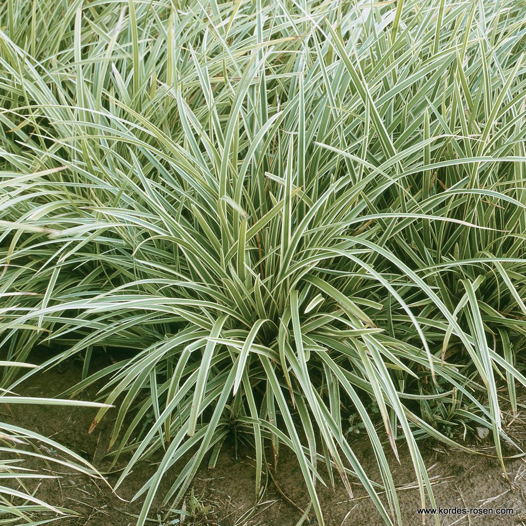 Japan-Segge 'Icedance' 1,5-Liter