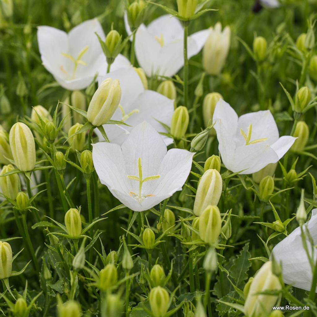 Karpaten-Glockenblume 'Weiße Clips'