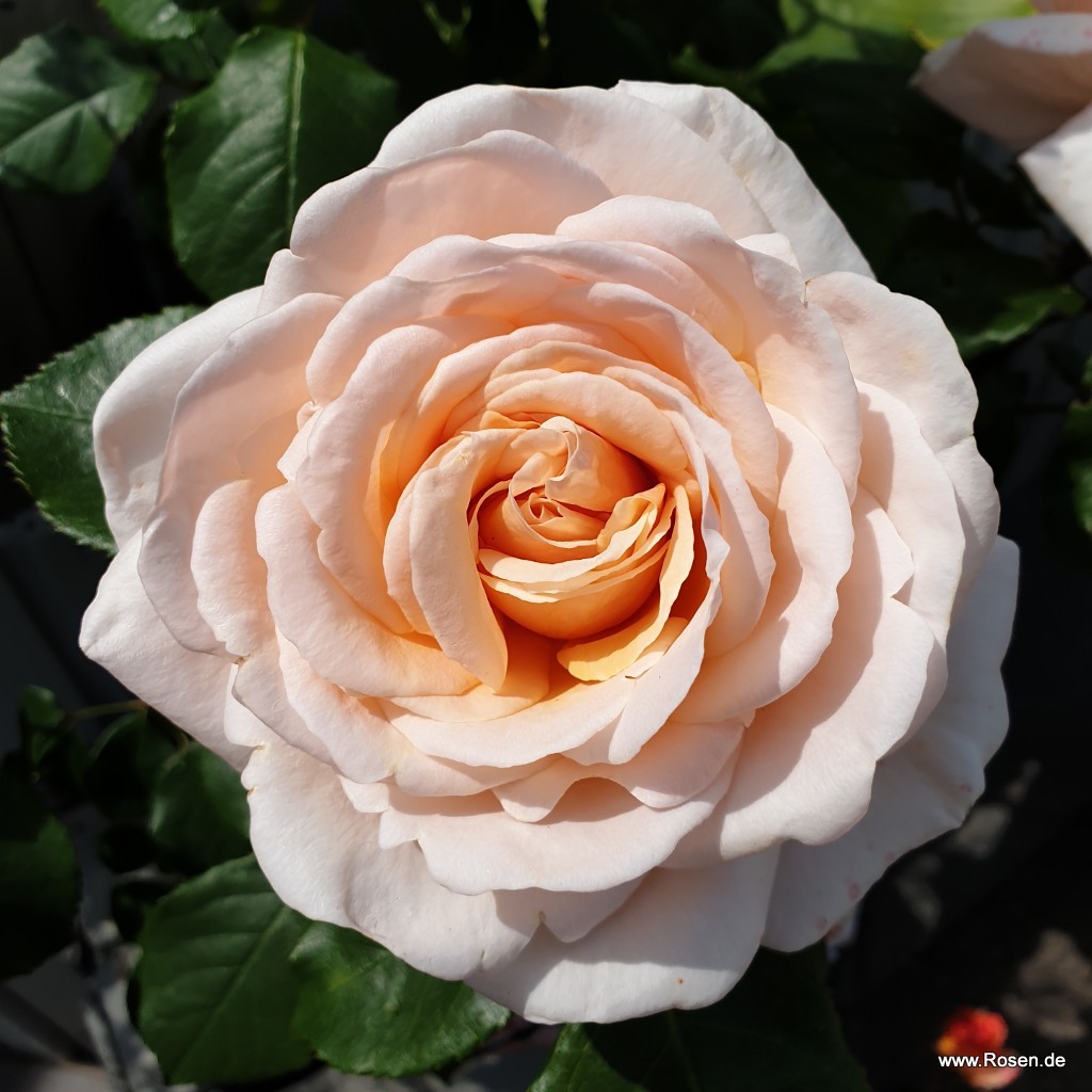 Artikelbild 6 des Artikels Courage® Courage®