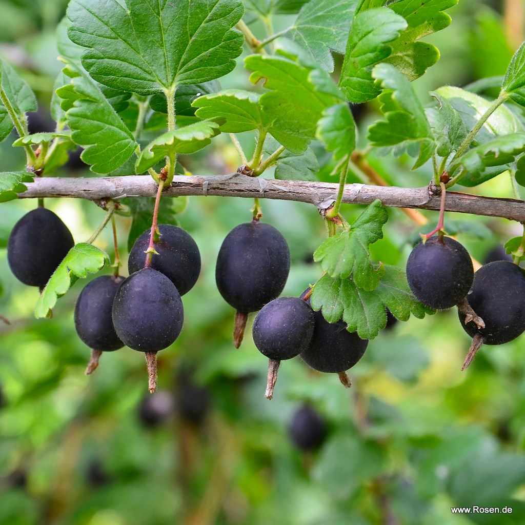 Artikelbild 1 des Artikels Jostabeere schwarz Jostabeere schwarz
