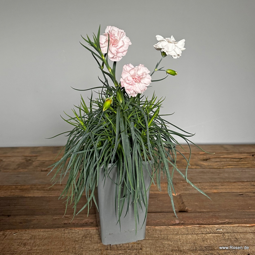 Artikelbild 3 des Artikels 4er-Set Gartennelke 'Blush'