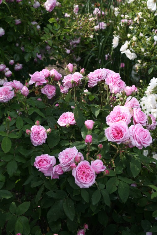 Historische Rose Madame Boll