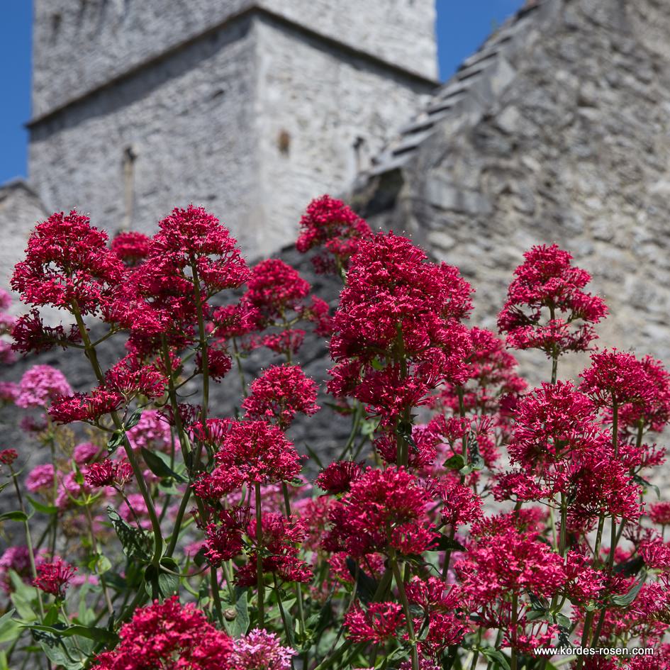 Artikelbild 1 des Artikels Spornblume Spornblume