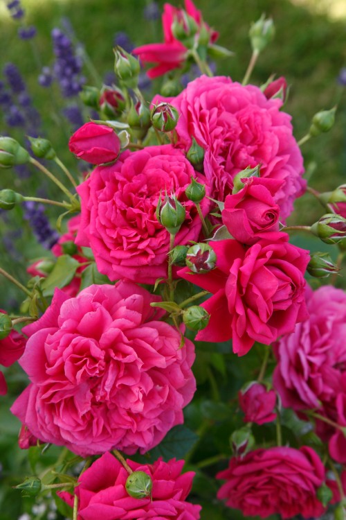 Duftrose Laguna® Duftrose Laguna®