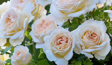 Nouveautes Nouveautes