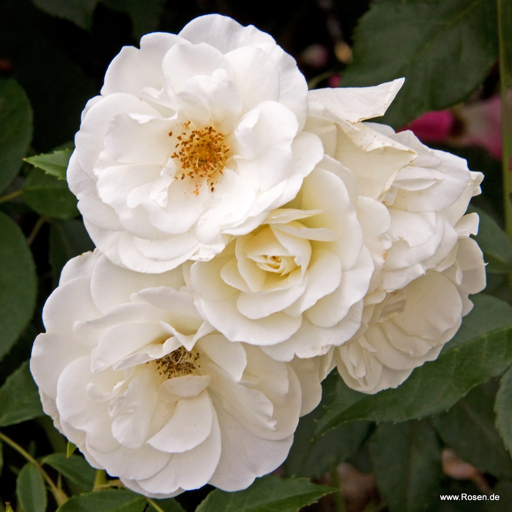 Schneewittchen® Kordes Rosen