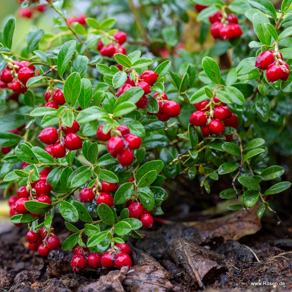 Preiselbeere Miss Cherry® 'Meliro'