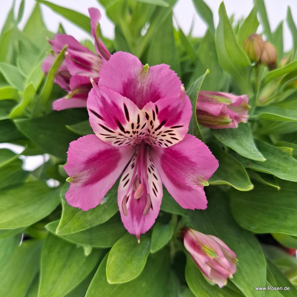 Inkalilie Colorita® Mulan