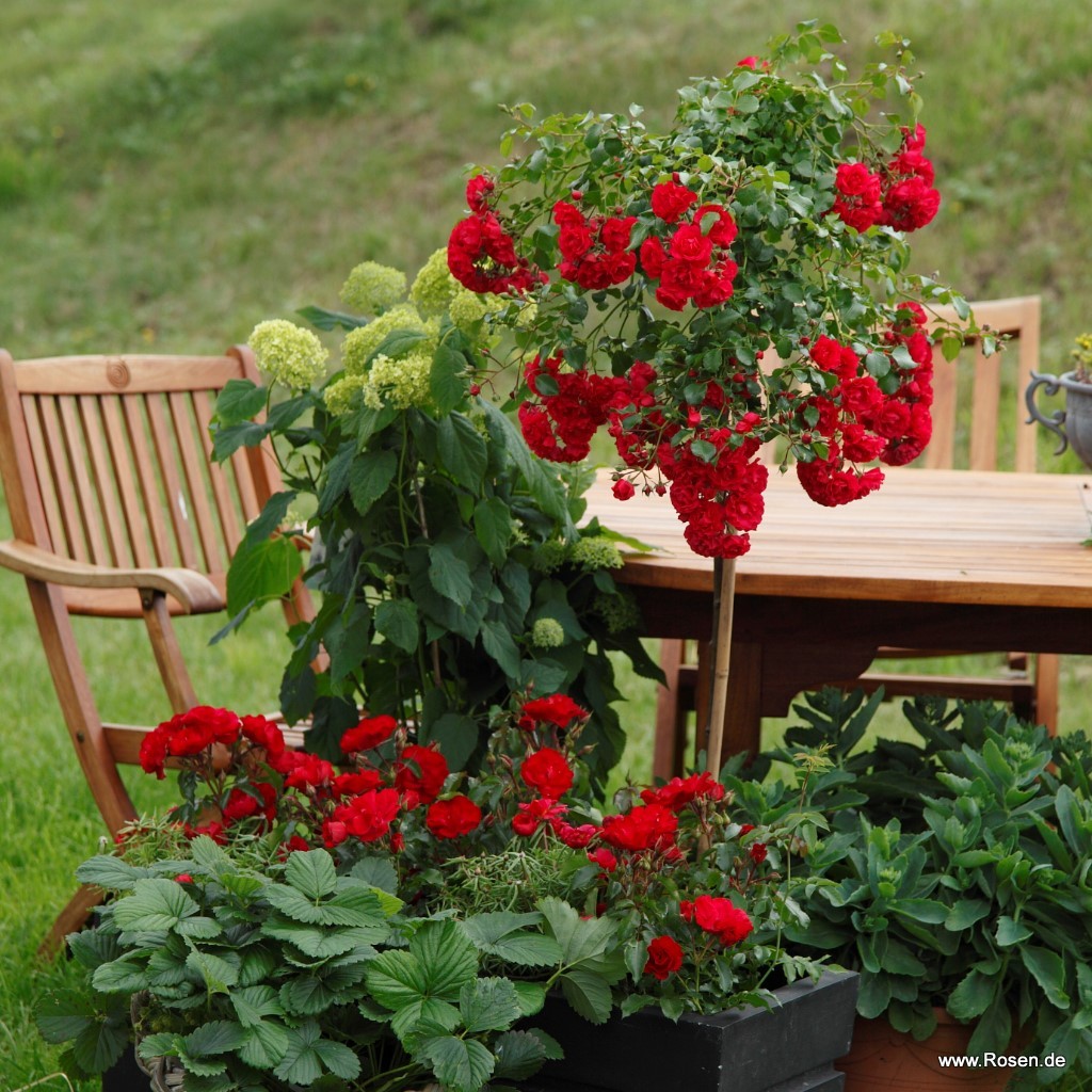 Artikelbild 7 des Artikels Gärtnerfreude® / Toscana®