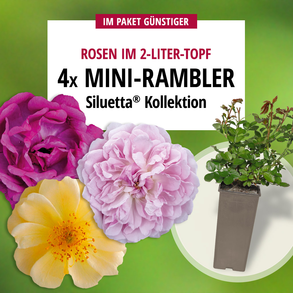 Artikelbild 1 des Artikels 4er Plant-o-fix® Paket "Siluetta®" Mini-Rambler 4er Plant-o-fix® Paket "Siluetta®" Mini-Rambler