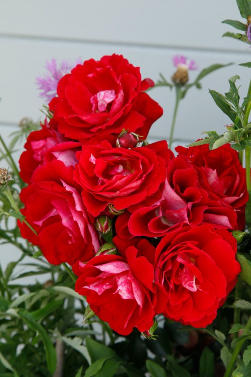 Caracho® aus der RigoRosen® Kollektion