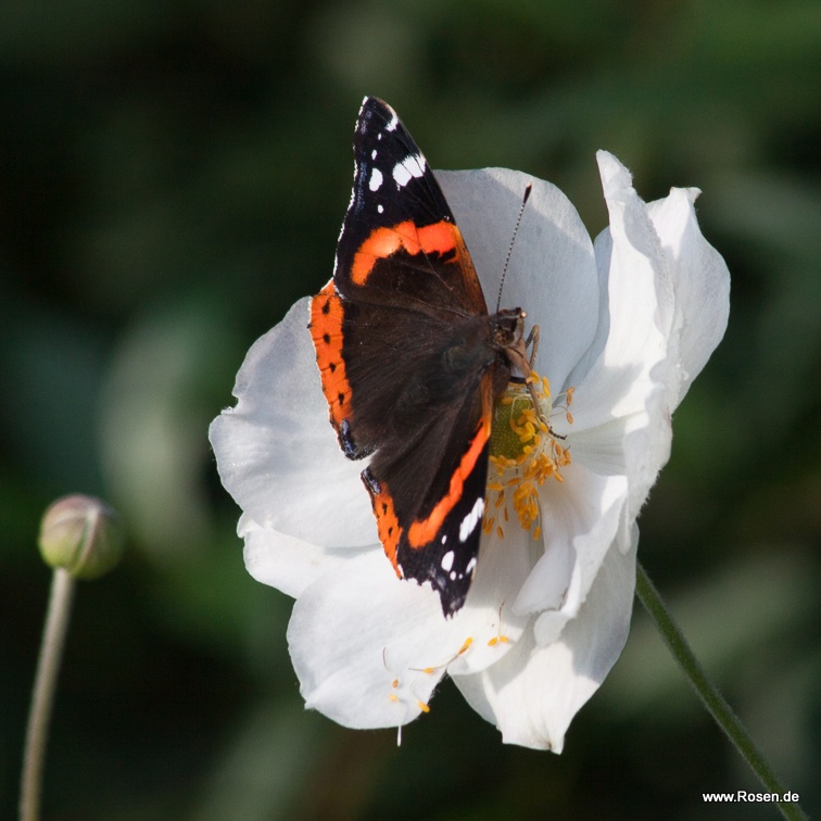 Japan Herbst-Anemone 'Honorine Jobert'