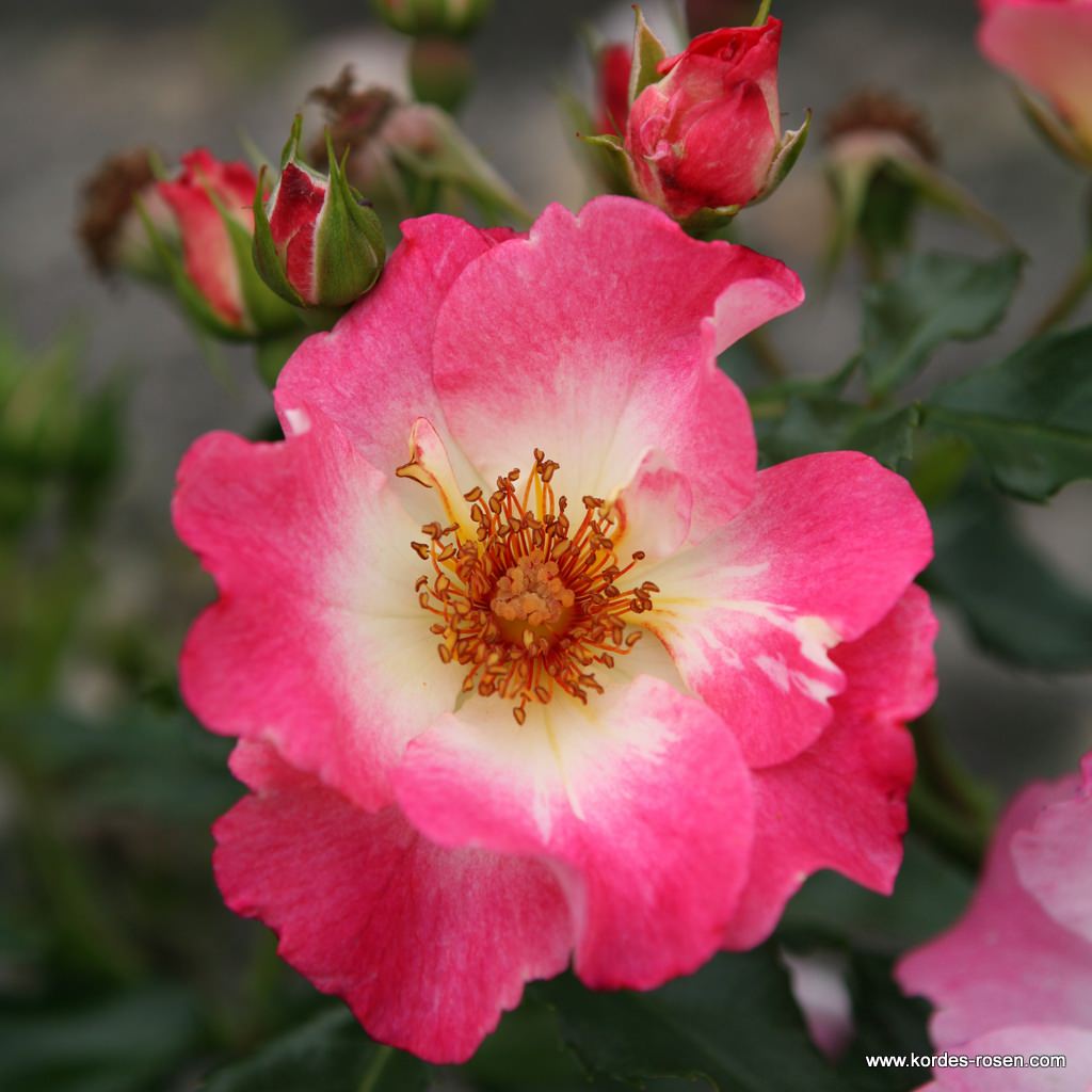 Artikelbild 1 des Artikels Dolomiti® Dolomiti®