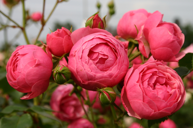 Pomponella® aus der Kollektion Märchenrosen®