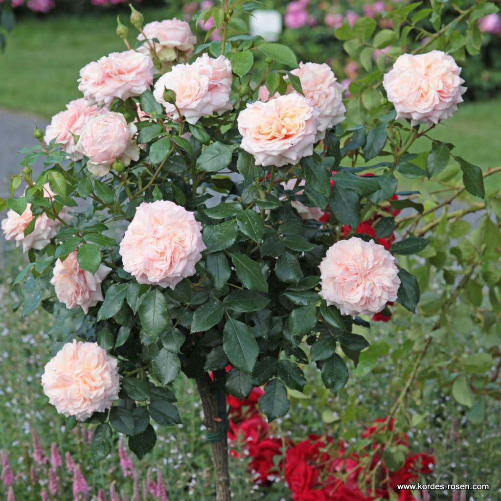 Artikelbild 4 des Artikels Garden of Roses® Garden of Roses®